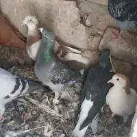 کبوتر بوم