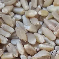 گندم (ذهب صافی)|خدمات باغبانی و درختکاری|سوسنگرد, |دیوار