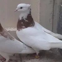 (طوقی هفترنگ کرباتی دمسفید)