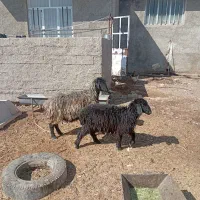 شیشک بره ماده