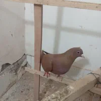 ماده کربلای|پرنده|سبزوار, قصبه شرقی|دیوار