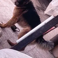 ژ رمن موبلند نر