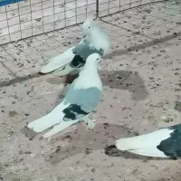 کبوتر سوز شور