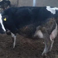 گاو شیری|حیوانات مزرعه|جوادآباد, |دیوار