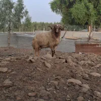 دزفول‌شوش