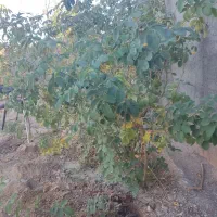 ده بوته گل محمدی شش ساله|گل و گیاه طبیعی|سیرجان, |دیوار