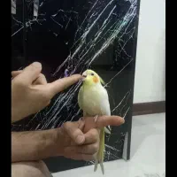 عروس هلندی مولد|پرنده|پاکدشت, پاکدشت (مامازند)|دیوار