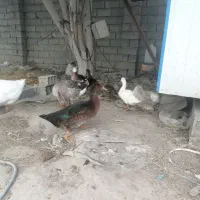 فروش اردک دورگ