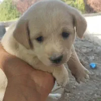 توله پاپی 500 تومن|سگ|خمینی‌شهر, |دیوار