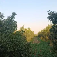باغ  درختان میوه و زمین کشاورزی|فروش زمین و ملک کلنگی|باغستان, |دیوار
