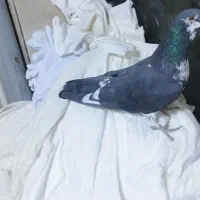 کبوتر قاره نر پرشی مفلق ازبلندی گرفتم|پرنده|تهران, مولوی|دیوار