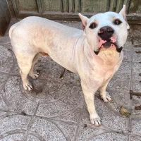 درباز بوده رفته بیرون