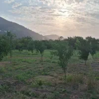 فروش باغ۳۱۷۳مترشمال|فروش زمین و ملک کلنگی|قم, کلهری|دیوار