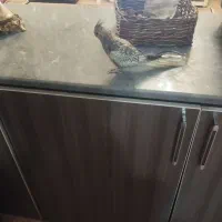 عروس هلندی|پرنده|اهر, |دیوار