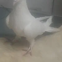 دو جفت کفتر شهرستانی  وافغانی