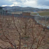 هرس تخصصی. چال کود اصولی. تیلر و امورات باغ