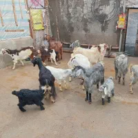 ده راس بز بزغاله