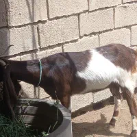 بزماده افغانی