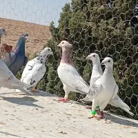 کفتر سرو هوای زرنگ