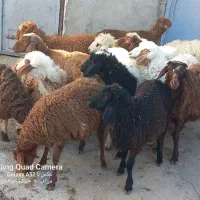 کاور ما|حیوانات مزرعه|کوزران, |دیوار