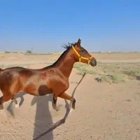 مادیان یک سر کره آرای بنگالی .۴ ساله شکم اول