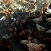 مرغ و خروس گلپایگان