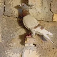 سه تانرسوراخ