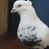 کفتر کبوتر کاکلی نر قلدور و خوش تیپ