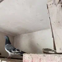 کبوتر رفتنی