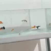 ماهی و اکواریوم