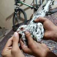 سور پلاکی مسافتی|پرنده|بم, |دیوار