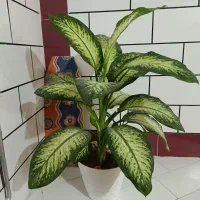 دوعدگل دیفن