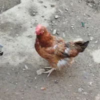 خروس و مرغ و جوجه محلی|حیوانات مزرعه|رامیان, |دیوار