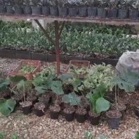 فروش انواع گلهای آپارتمانی|گل و گیاه طبیعی|گتاب, |دیوار