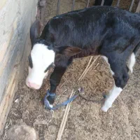 گاوشیری باگوساله نر خارجی|حیوانات مزرعه|زابل, |دیوار