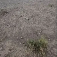 زمین . شهر. مود