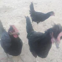 فروش خروس