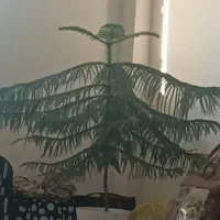 کاج مطبق