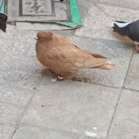 گمشده کفتر|حیوانات|مشهد, انقلاب|دیوار