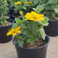 گیاه آهار|گل و گیاه طبیعی|تهران, عباس‌آباد|دیوار