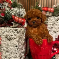 پودل تاینی و تدی|سگ|اصفهان, شهرک امام زمان|دیوار