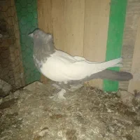 کبوتر رنگی طوقی سرور سینه ای کلدم پشدار|پرنده|قم, شهرک مهدیه (مدرس)|دیوار