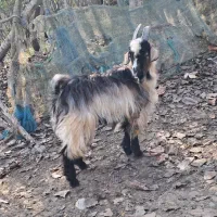 بز نر ۱ ساله حدود ۳۵ کیلویی گوسفند|حیوانات مزرعه|رشت, بازار|دیوار