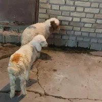 بره|حیوانات مزرعه|دزفول, |دیوار