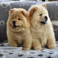 سگ توله چاوچاو . چاو چاو 65 روز سفید کرم نباتی