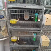 قفس غلامی ۶ خان جفت کنی  معاوضه با فنچ