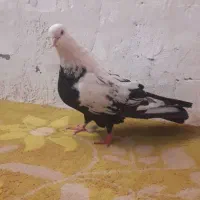 کبوتر هویزه