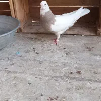 فروش کبوتر ماده طوقی کرم