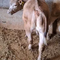 گوساله شاروله ماده خالص عضله درجه یک