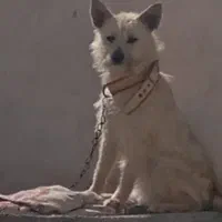 واگذاری سگ پاگوتاه